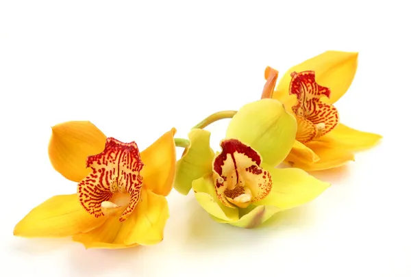 Feine Orchideen — Stockfoto