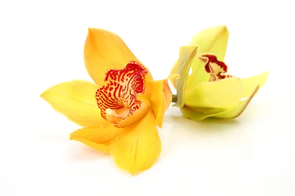 Gelbe Orchideen — Stockfoto