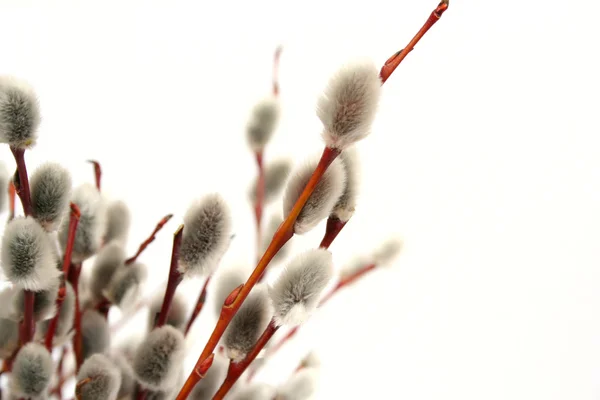 Branch of a willow — Stock Photo, Image