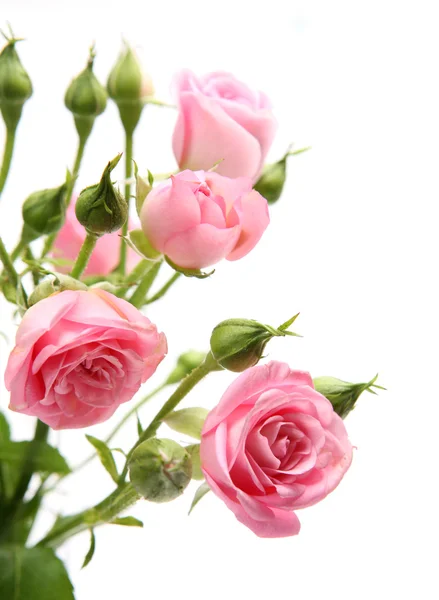 Рожеві троянди — стокове фото