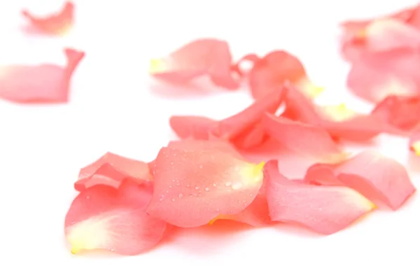 Пелюстки рожевих троянд — стокове фото