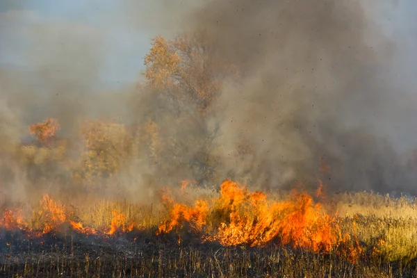 Wild fire at autumn — Stock Photo, Image