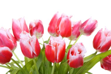 Pink tulips clipart