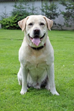 Labrador geri almak