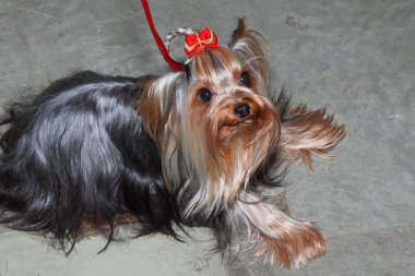 yorkshire terrier görüntüsünü kapatmak