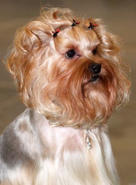 yorkshire terrier görüntüsünü kapatmak