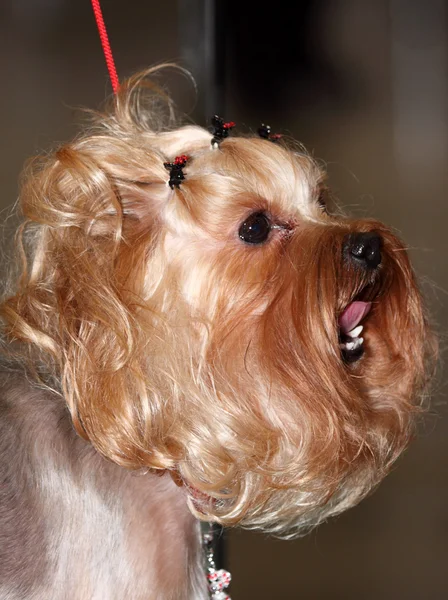 Yorkshire terrier görüntüsünü kapatmak — Stok fotoğraf