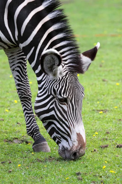 stock image Zebra