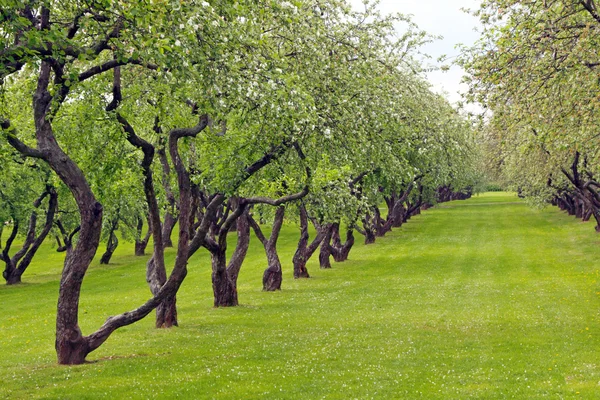 stock image Blossoming orchard