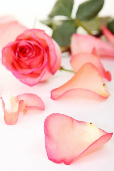 Primo piano di rosa rosa — Foto Stock