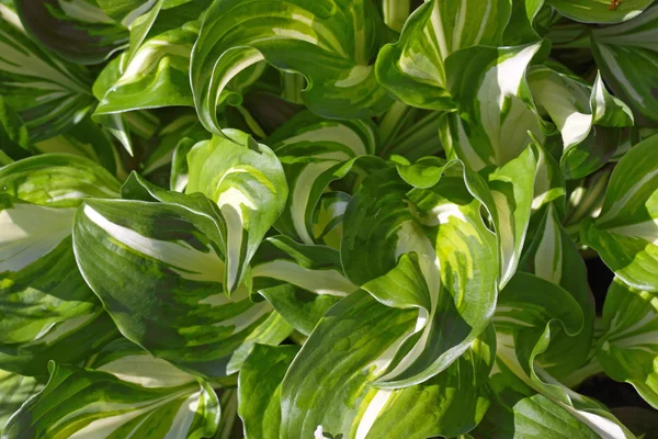 Nahaufnahme frischer grüner Blätter. — Stockfoto