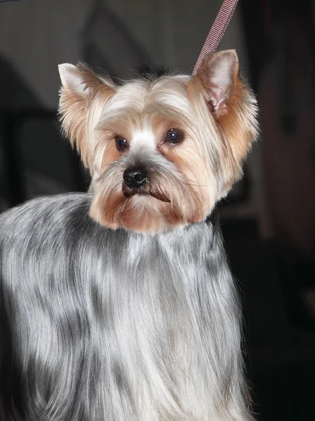 Porträt eines Yorkshire Terriers — Stockfoto