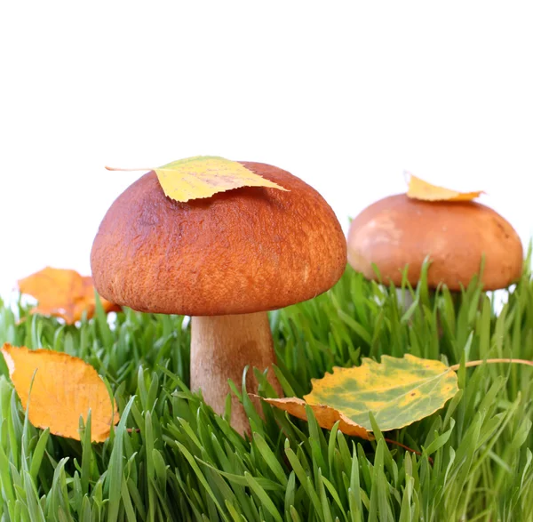 stock image Two mushrooms in a grass