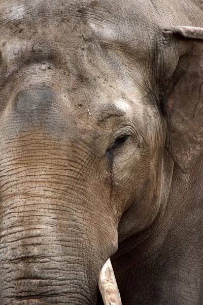 stock image Elephant close up