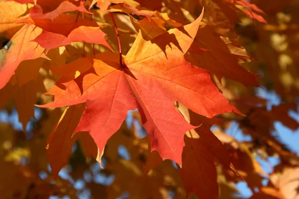 stock image Maple leaves in the autumn