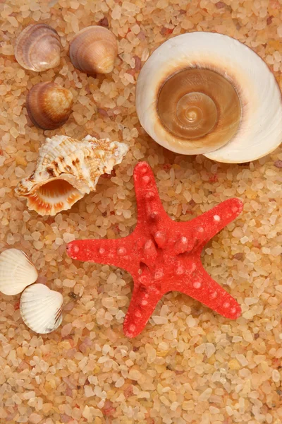 Estrella de mar y conchas en la costa — Foto de Stock