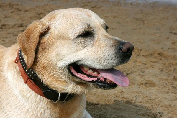 Portret labrador retriever — Zdjęcie stockowe