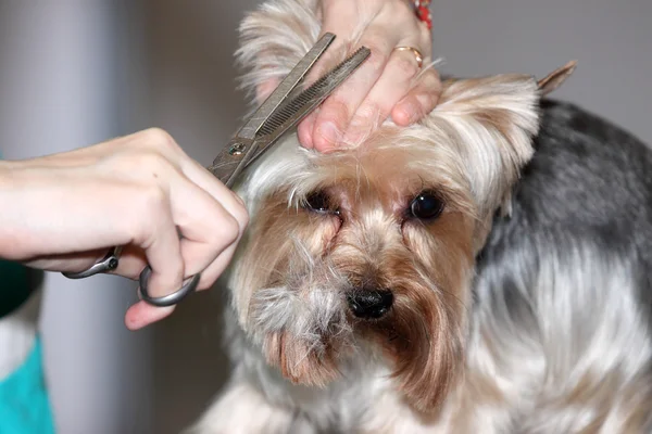 一只狗的发型 免版税图库图片