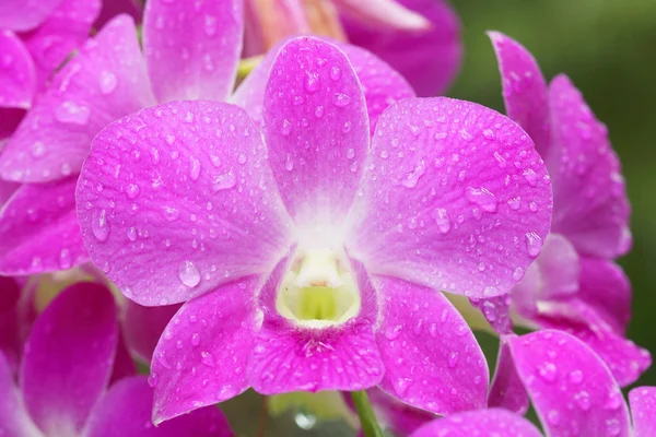 Rama de orquídea rosa de primer plano — Foto de Stock