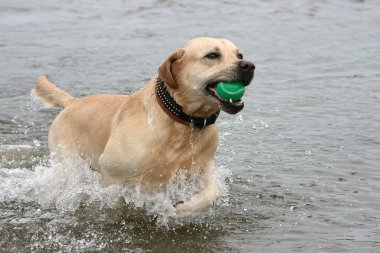 köpek dişleri baloda suyla çalışıyor