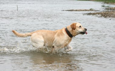 Labrador retriever suya atlama.