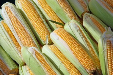 Group of beautiful corn clipart