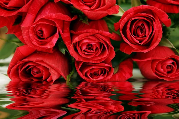 Le rose si riflettono nell'acqua — Foto Stock