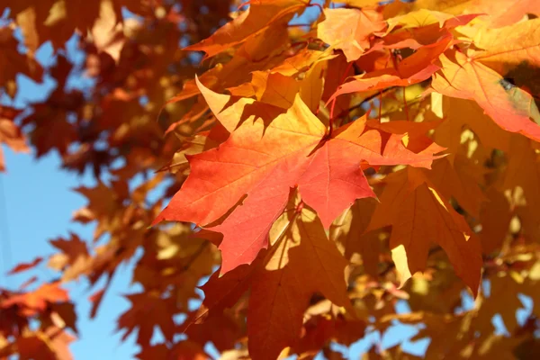 stock image Maple leaves in the autumn