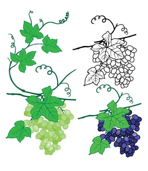 stock vector Grapes