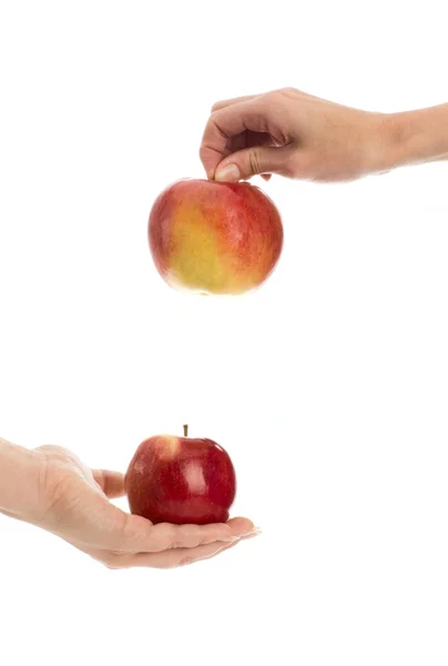 Dvě jablka v rukou — Stock fotografie
