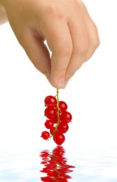 Red currant in hand — Stock Photo, Image