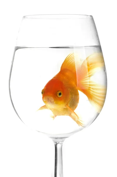 stock image Golden fish