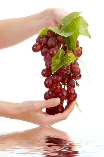 Виноград в руці ізольований — стокове фото