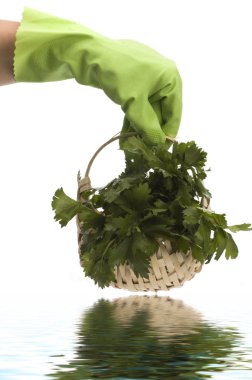 Parsley in hand clipart