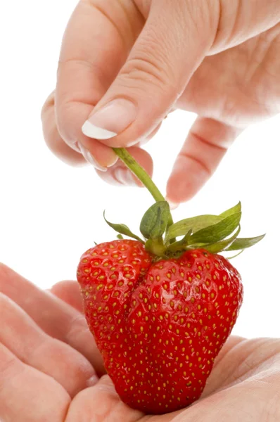 Strawberry in hands — Stock Photo, Image