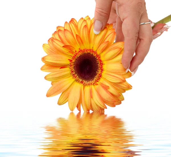 Flor amarela na mão — Fotografia de Stock