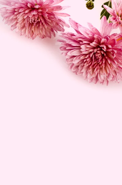 stock image Pink chrysanthemum