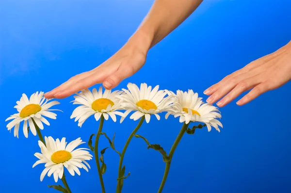 Camomile in hand — Stock Photo, Image