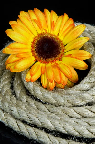 Flor amarilla y cuerda — Foto de Stock
