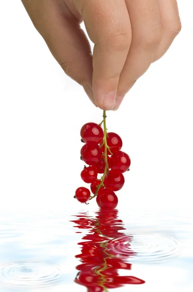 Red currant in hand — Stock Photo, Image