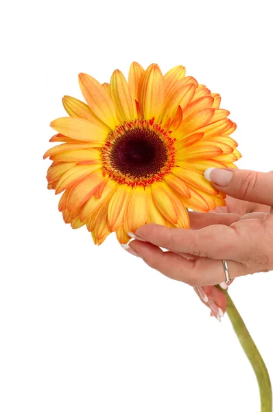 Gele bloem in de hand — Stockfoto