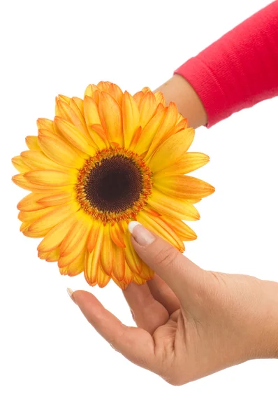 Желтый цветок в руке — стоковое фото