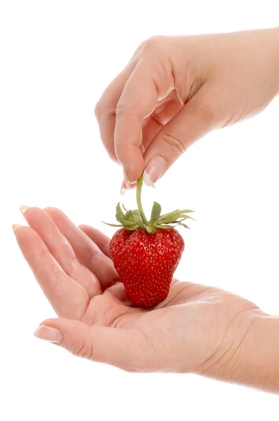 La fresa en las manos —  Fotos de Stock