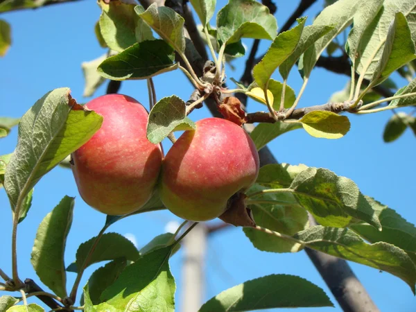 stock image Two red shiny delicious apples