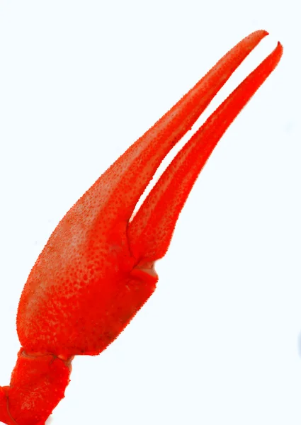 Crawfish claw — Stock Photo, Image