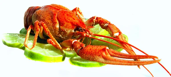 Boiled crawfish — Stock Photo, Image