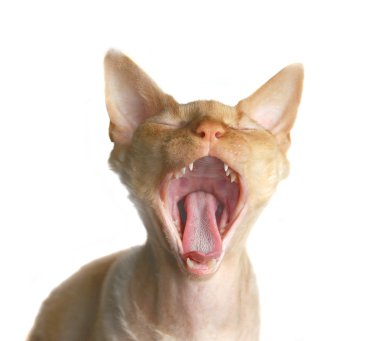 Sphinx cat clipart