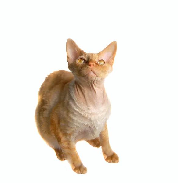 Sphinx cat — Stock Photo, Image
