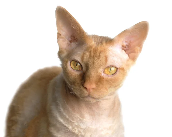Sfenks kedisi — Stok fotoğraf