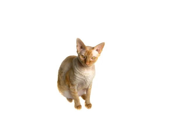 Gato esfinge — Fotografia de Stock